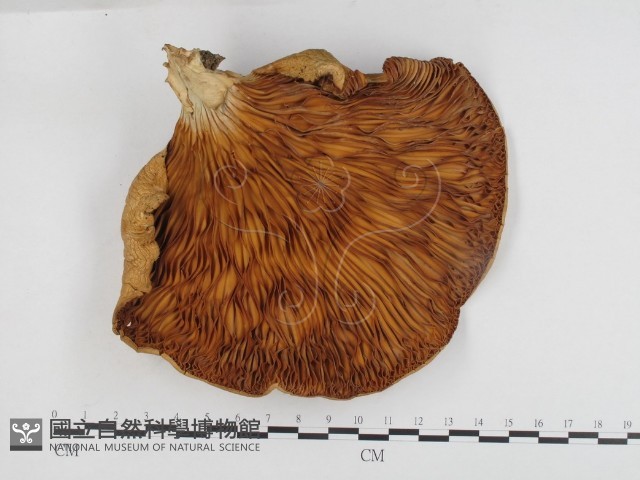 登錄號:F0024163藏品圖，第3張