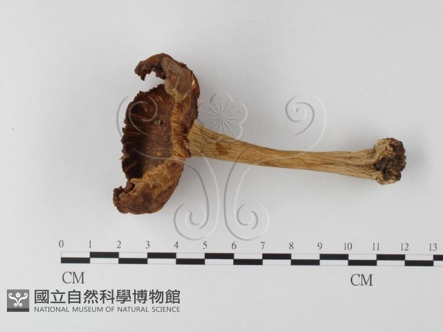 登錄號:F0002163藏品圖，第1張