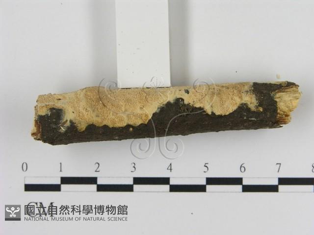 登錄號:F0012163藏品圖，第3張
