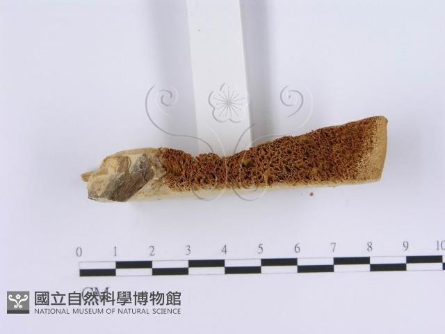 登錄號:F0007163藏品圖，第3張