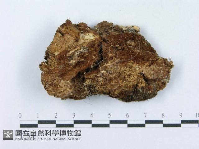 射脈菌屬藏品圖，第3張