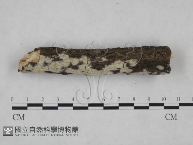 登錄號:F0025163藏品圖，第3張