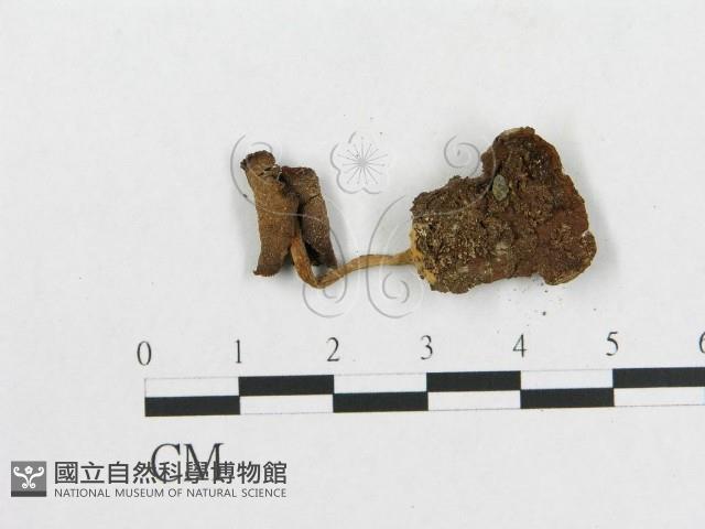 登錄號:F0019163藏品圖，第3張