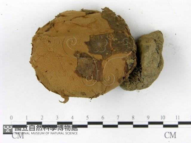 頭狀禿馬勃藏品圖，第3張