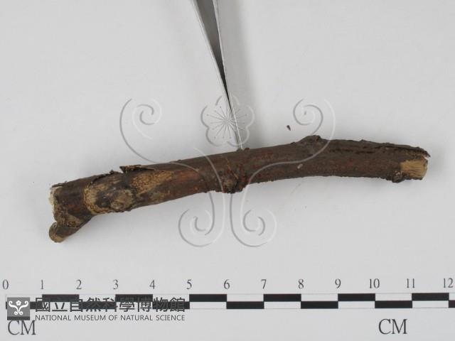 登錄號:F0003163藏品圖，第3張