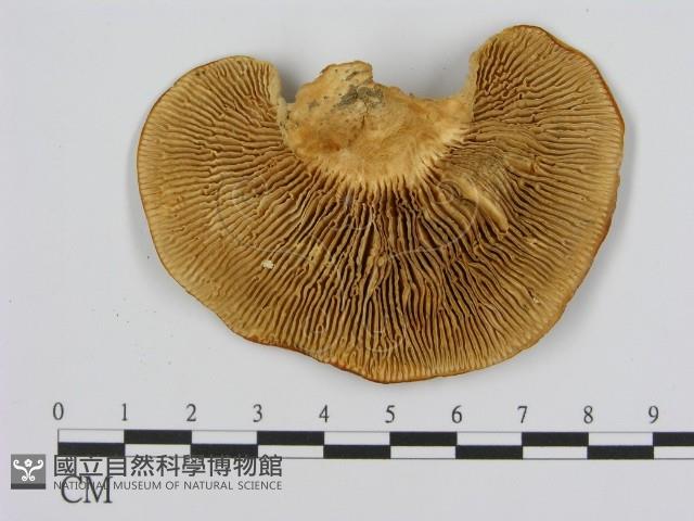 登錄號:F0008063藏品圖，第3張