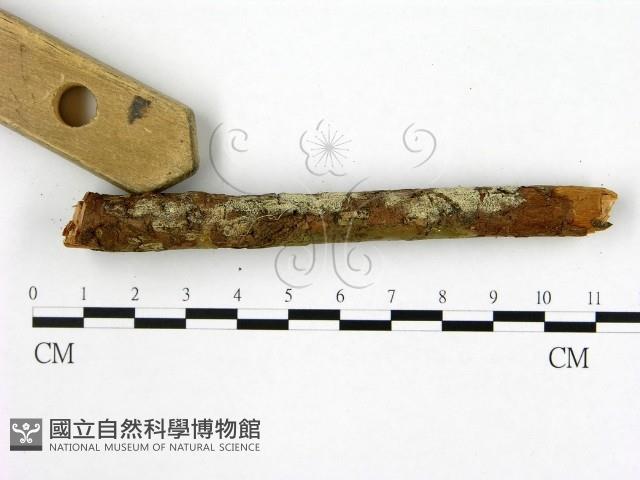 登錄號:F0020063藏品圖，第3張