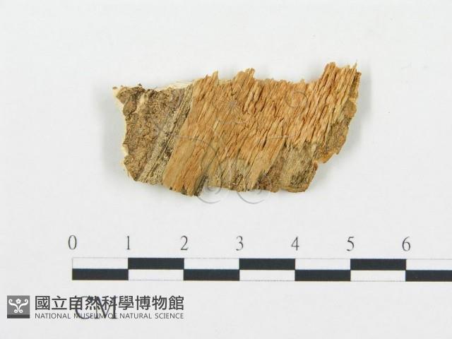 登錄號:F0006063藏品圖，第3張