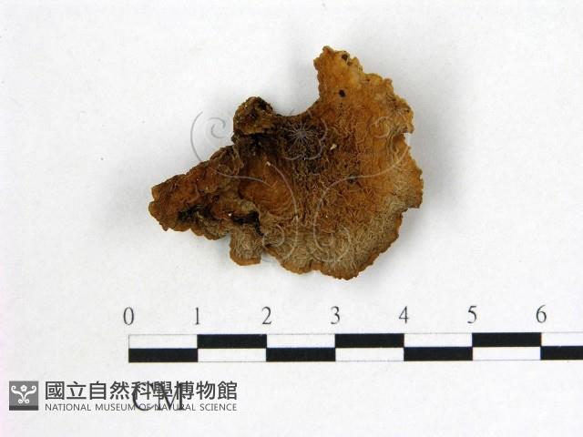皺木耳藏品圖，第3張