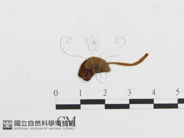 登錄號:F0011063藏品圖，第3張