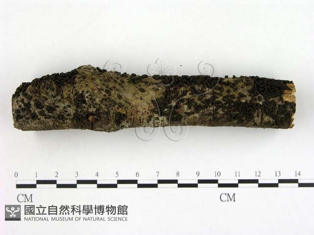 登錄號:F0004063藏品圖，第3張