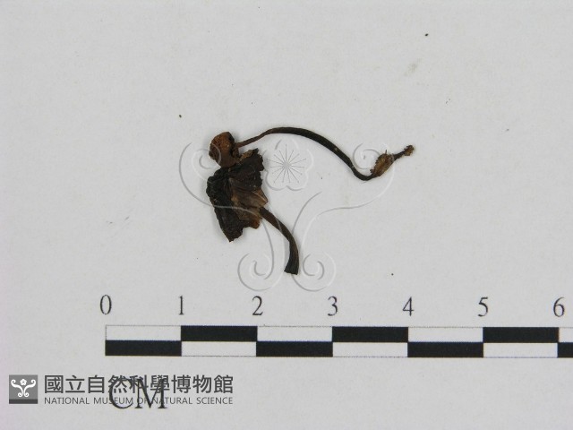登錄號:F0002063藏品圖，第3張