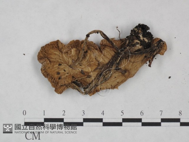 純黃白鬼傘藏品圖，第3張