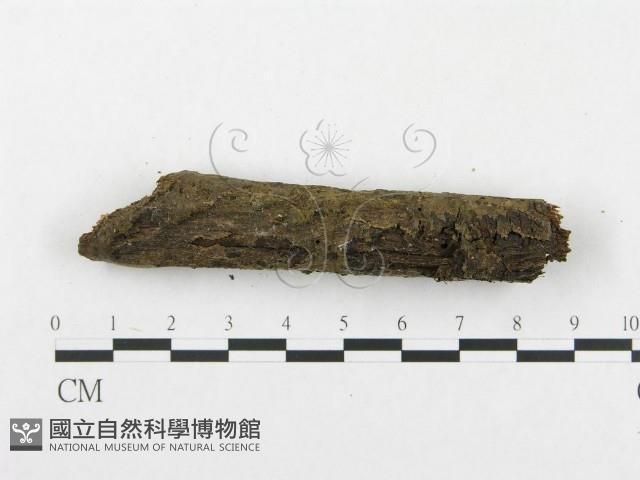 登錄號:F0019063藏品圖，第3張