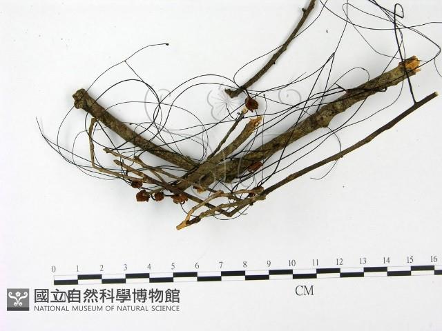小皮傘屬藏品圖，第3張