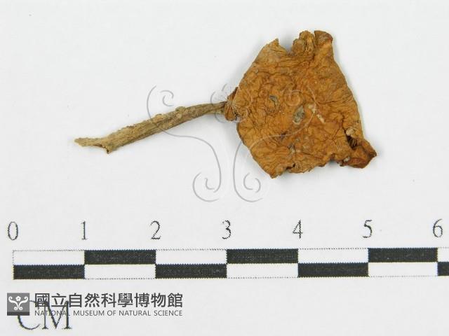 登錄號:F0013063藏品圖，第3張