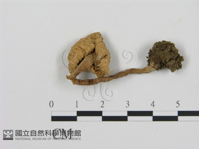 登錄號:F0008363藏品圖，第3張