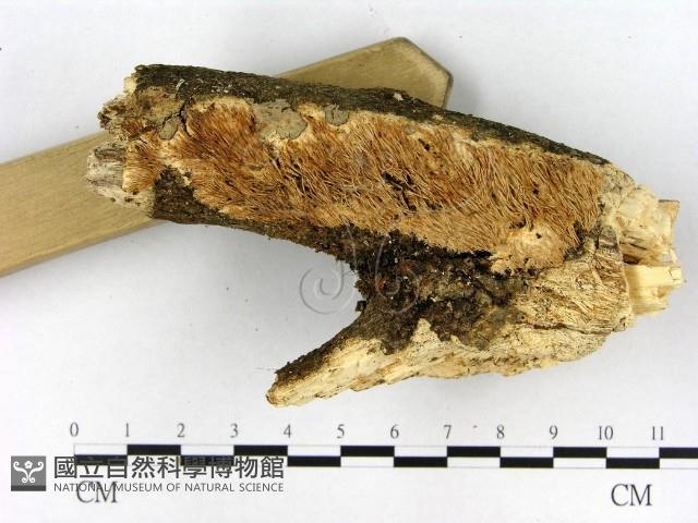 登錄號:F0016363藏品圖，第3張