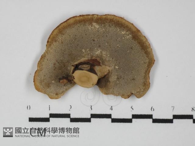 多孔菌屬藏品圖，第3張