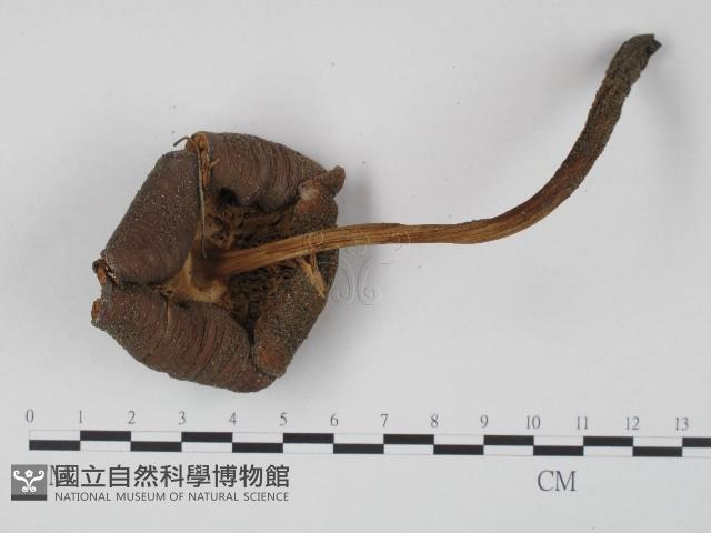 登錄號:F0004363藏品圖，第3張