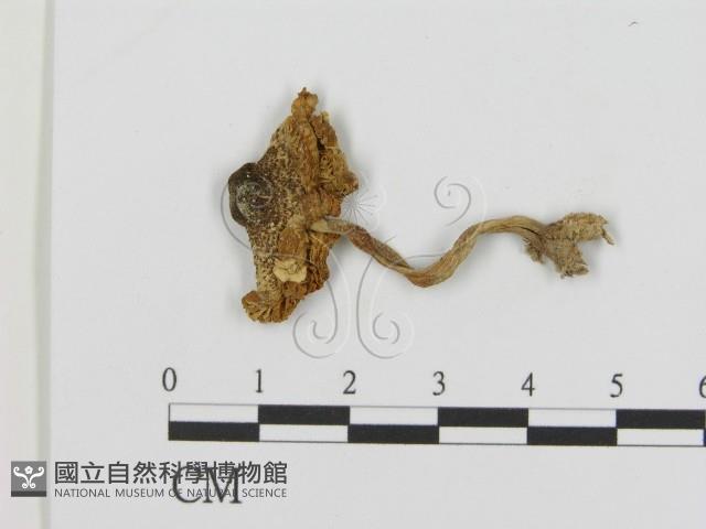 登錄號:F0002363藏品圖，第3張