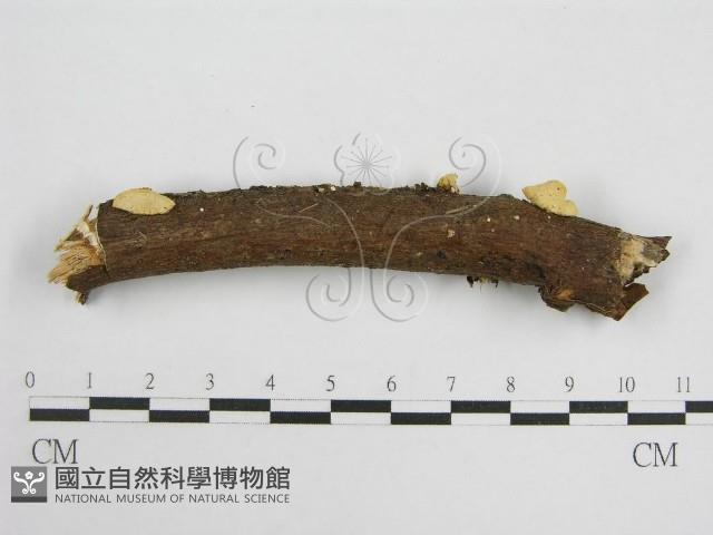 微皮傘屬藏品圖，第3張