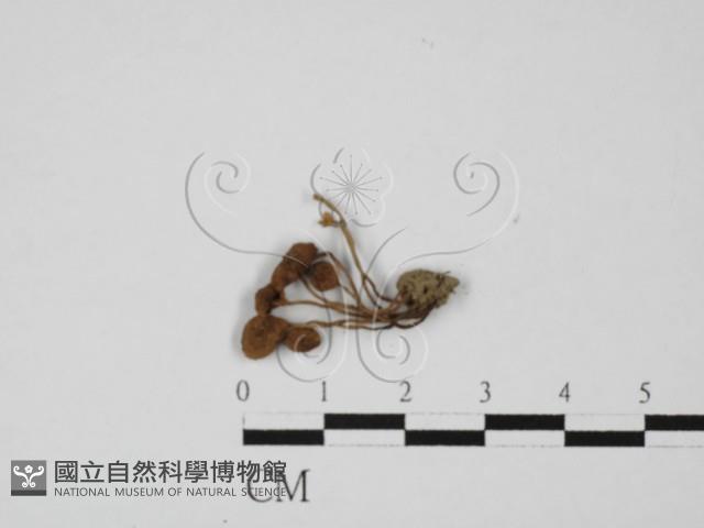 登錄號:F0027363藏品圖，第3張