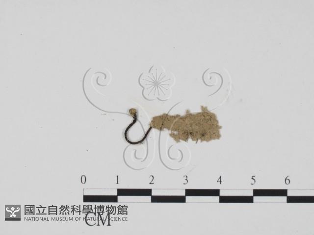 炭角菌屬藏品圖，第3張