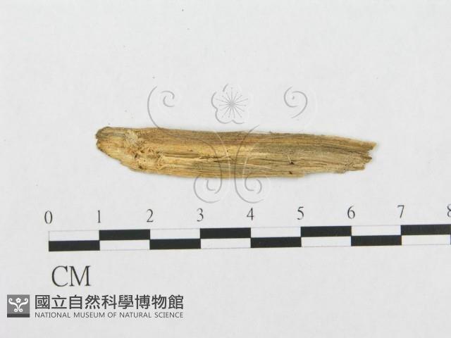 登錄號:F0017363藏品圖，第1張