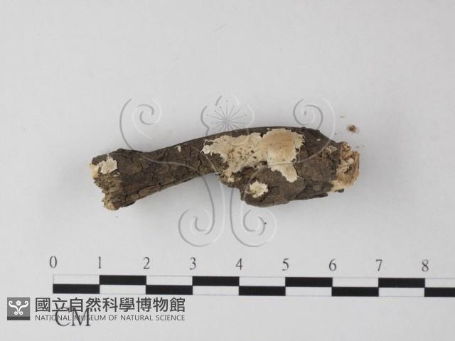 多年臥孔菌屬藏品圖，第3張