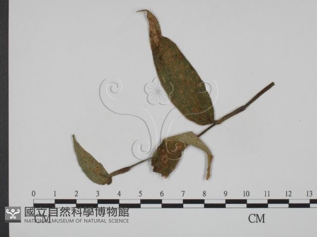 館號:F0019363藏品圖，第3張