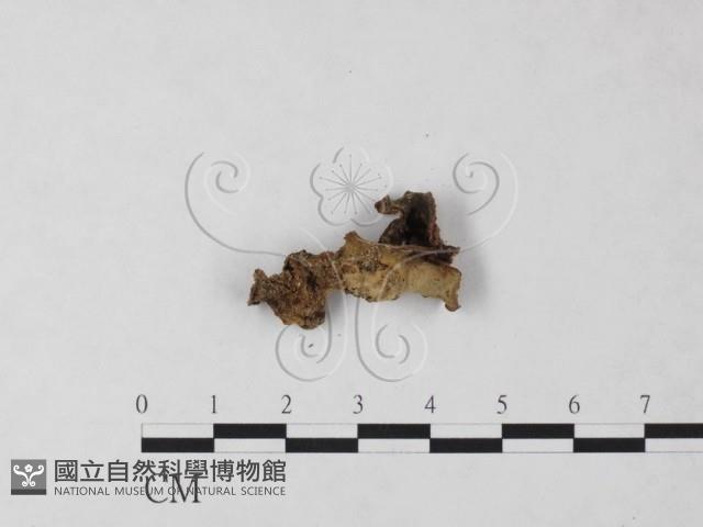 登錄號:F0023363藏品圖，第3張