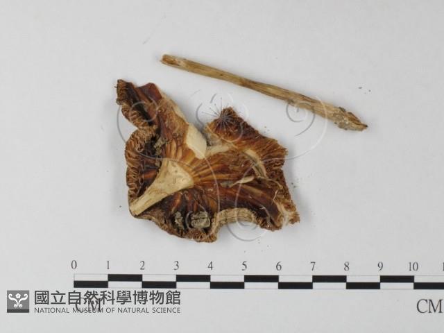 登錄號:F0003363藏品圖，第3張