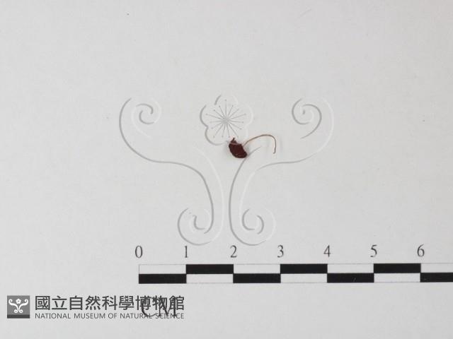 登錄號:F0013363藏品圖，第3張