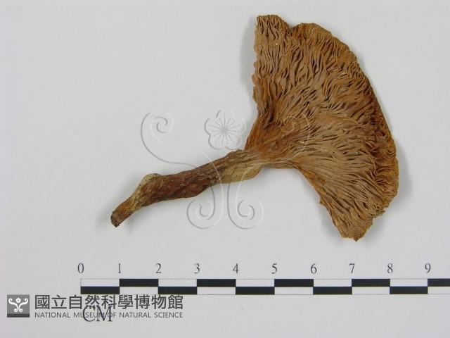 登錄號:F0008223藏品圖，第3張