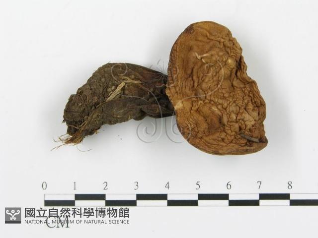 登錄號:F0020223藏品圖，第1張