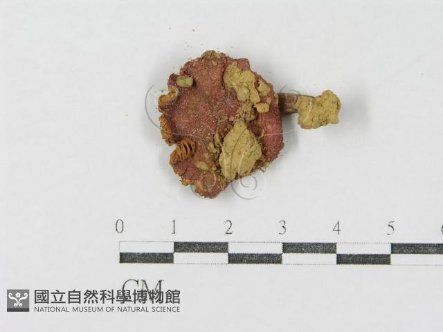 登錄號:F0011223藏品圖，第3張