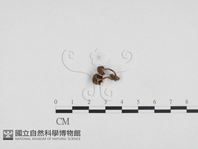多孔菌屬藏品圖，第3張