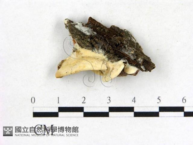 登錄號:F0017223藏品圖，第3張