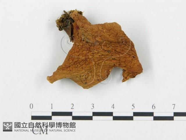 登錄號:F0005223藏品圖，第3張