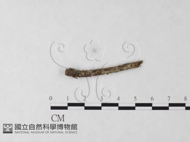 登錄號:F0023223藏品圖，第3張