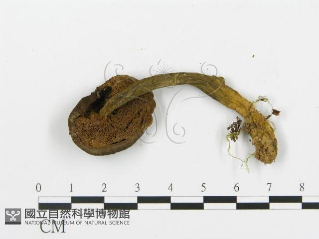 登錄號:F0013223藏品圖，第3張