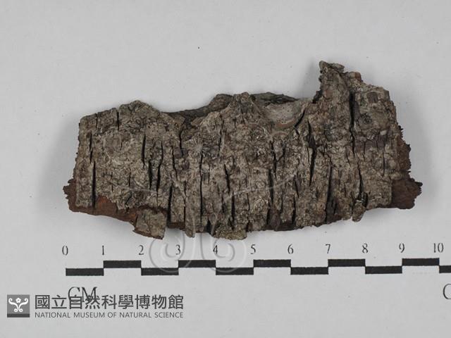 登錄號:F0028823藏品圖，第1張