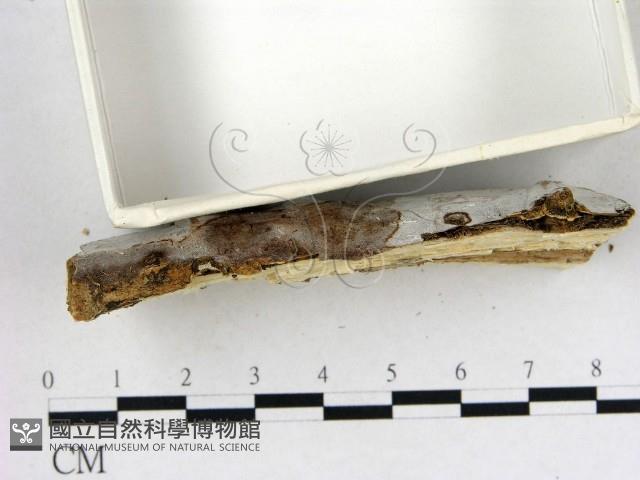 登錄號:F0008823藏品圖，第3張