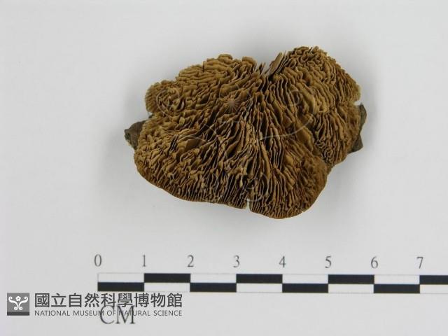 登錄號:F0018823藏品圖，第1張