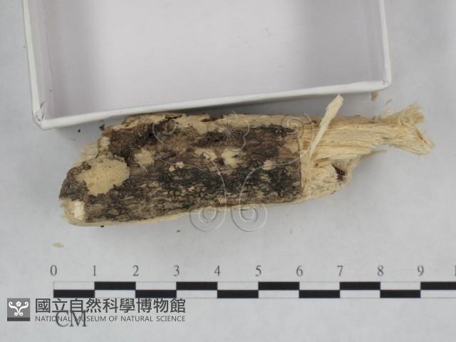 登錄號:F0021823藏品圖，第3張