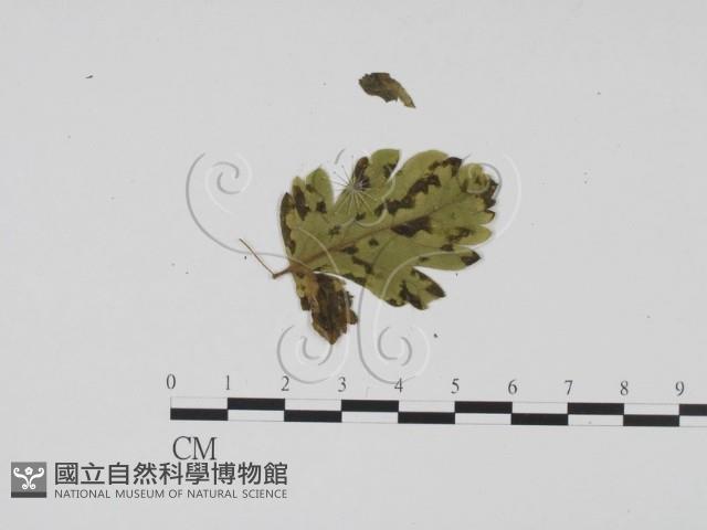 登錄號:F0011823藏品圖，第3張