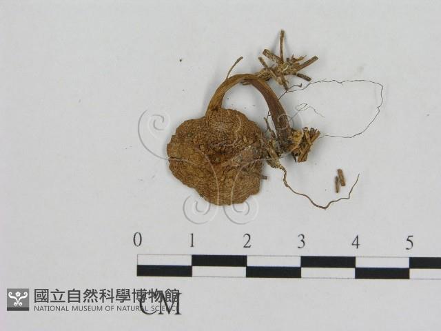 Accession Number:F0004823 Collection Image, Figure 3, Total 3 Figures