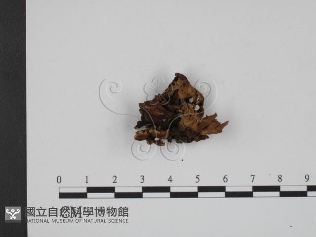 登錄號:F0007823藏品圖，第3張