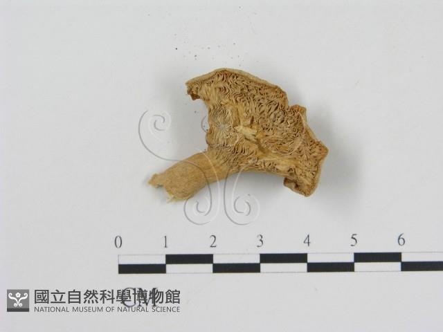 登錄號:F0015823藏品圖，第3張